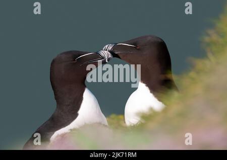 Primo piano di bonding Razorbils su sfondo blu, Bempton, Regno Unito. Foto Stock
