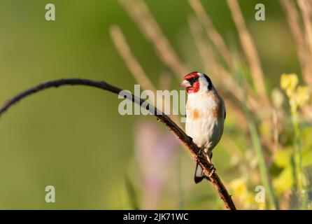 Primo piano del goldfinch europeo che si trova in una filiale, Regno Unito. Foto Stock