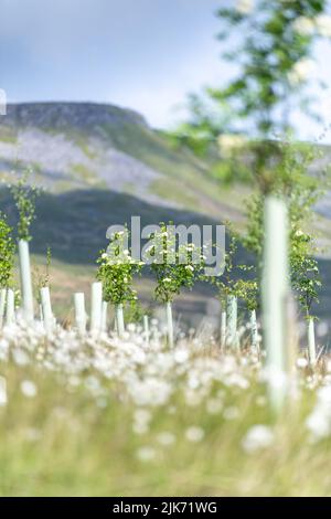 Brughiera nell'alta Valle dell'Eden piantato con alberi di conifere come parte di un programma ambientale. Mallerstank, Cumbria, Regno Unito. Foto Stock