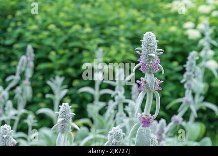 Stachys Bizantino, Stahis lanoso o orecchie di Agnello, orecchio di agnello turco. Foto Stock