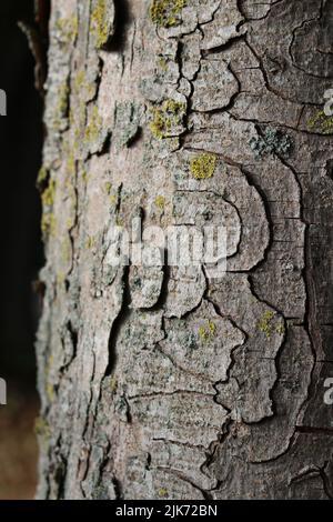 Immagine verticale di corteccia vorticosa e lichen su tronco di albero grigio Foto Stock