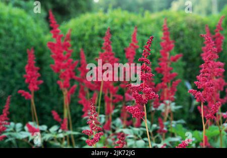 Red Astilba giapponese (lat. Astilbe japonica) fiorisce nel giardino estivo. Foto Stock