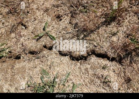 Sfondo grigio secco di terra incrinato durante la siccità con le rotture nel suolo Foto Stock