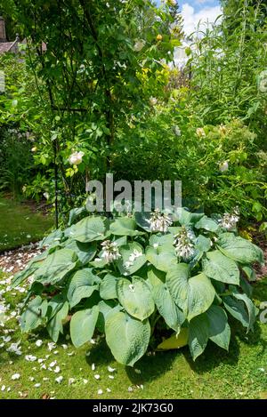 Hosta con foglie blu sotto un arco di rosa in un giardino inglese in estate. Foto Stock