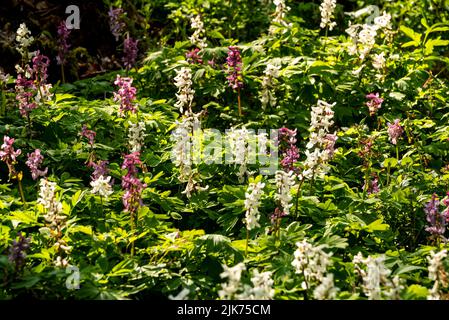 Full frame di un gruppo di viola e bianco fioritura cava larkspur (Corydalis cava) in una foresta di primavera, un bellissimo sfondo naturale Foto Stock