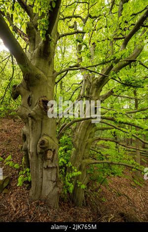 Gnarled beech trees with a lot of branches in a forest in spring, near Kleinenbremen, Weserbergland, Germany Foto Stock