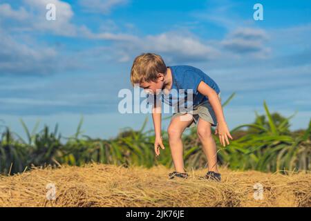 Ragazzo blu t-shirt sorriso giocare salite su fieno fieno secco fieno giù balle di fieno, cielo chiaro giorno di sole. Attività ricreative estive per bambini all'aperto. Concetto Foto Stock