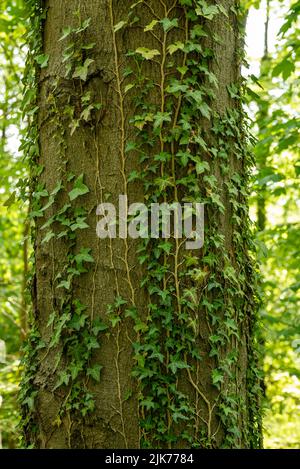 Vite Ivy che sale su un tronco di albero in una foresta Foto Stock