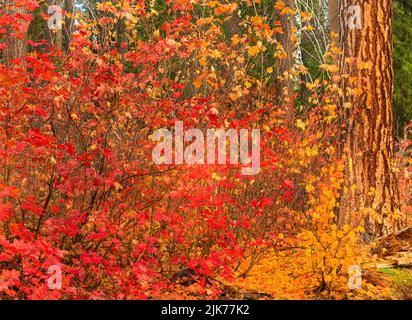 WA21782-00...WASHINGTON - foglie colorate su aceri di vite nel periodo autunnale lungo il fiume Wenatchee. Foto Stock