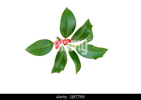 Branca di Natale. Pianta decorativa di Natale con foglie verdi lucide e bacche rosse isolate su bianco Foto Stock