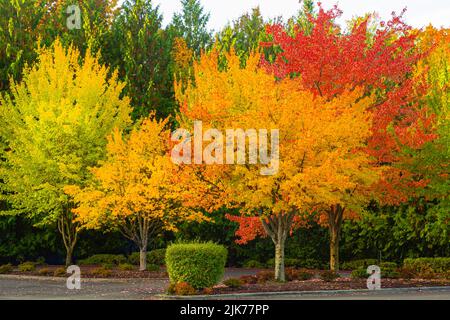 WA21794-00...WASHINGTON - colore autunnale al gene Coulon Memorial Beach Park situato sulle rive del lago Washington. Foto Stock