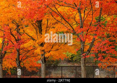 WA21799-00...WASHINGTON - colore autunnale al gene Coulon Memorial Beach Park situato sulle rive del lago Washington. Foto Stock