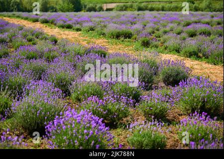 Cespugli di lavanda durante la fioritura in orticoltura, fucilato da vicino Foto Stock