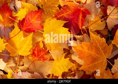 WA21829-00...WASHINGTON - foglie colorate su un marciapiede. Foto Stock