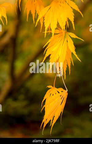 WA21841-00...WASHINGTON - foglie colorate di caduta al Kubota Park a Seattle. Foto Stock
