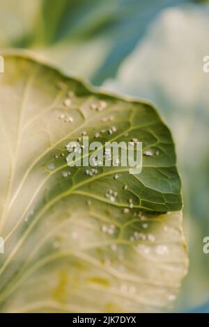 Whitefly Aleyrodes proletella sulla foglia di cavolo. Foto Stock