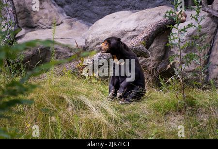 Un orso malese del sole che si siede su una terra nel relativo habitat naturale, trovato principalmente nelle foreste pluviali tropicali dell'Asia sudorientale. Foto Stock