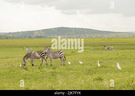 Mandria di zebre pascolo in un prato con uccelli nelle vicinanze Foto Stock