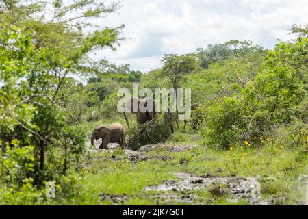 Famiglia di elefanti nel parco degli elefanti in Africa Foto Stock