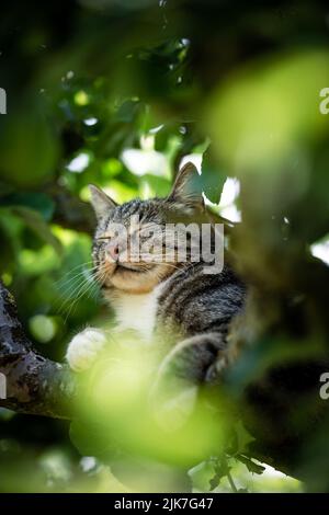 Gatto in un albero che cerca e dorme. Gatto carino che si cura degli uccelli da cacciare. Gatto giocoso vuole giocare. Foto Stock