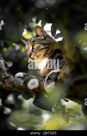 Gatto in un albero che cerca e dorme. Gatto carino che si cura degli uccelli da cacciare. Gatto giocoso vuole giocare. Foto Stock