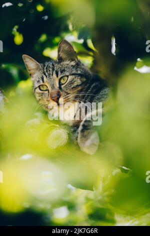 Gatto in un albero che cerca e dorme. Gatto carino che si cura degli uccelli da cacciare. Gatto giocoso vuole giocare. Foto Stock