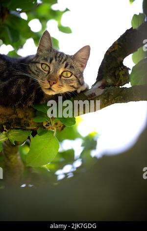 Gatto in un albero che cerca e dorme. Gatto carino che si cura degli uccelli da cacciare. Gatto giocoso vuole giocare. Foto Stock