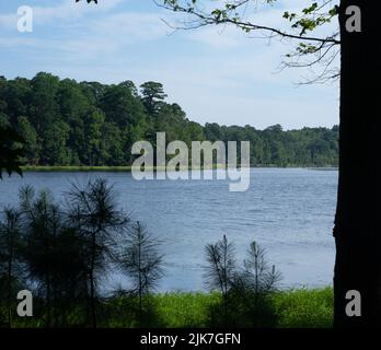 guardando attraverso gli alberi su un lago. POV incorniciata in boschi nordamericani Foto Stock