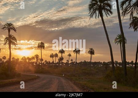 Paesaggio tropicale al tramonto nel Parco Nazionale di El Palmar, in Entre Rios, Argentina, un'area naturale protetta dove l'endemica Butia yatay palma gr Foto Stock