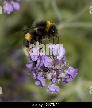 Bumble Bee Bombus Terrestris Proboschi raccolta Nectar dalla lavanda Foto Stock