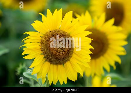 Testa di girasole giallastra su campo di girasole Foto Stock