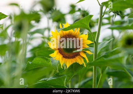 Testa di girasole giallastra su campo di girasole Foto Stock