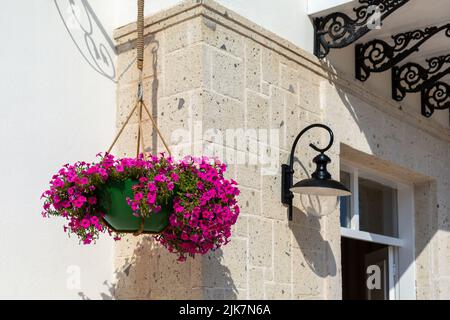 Bougainvillea cesto appeso su un muro di pietra Foto Stock