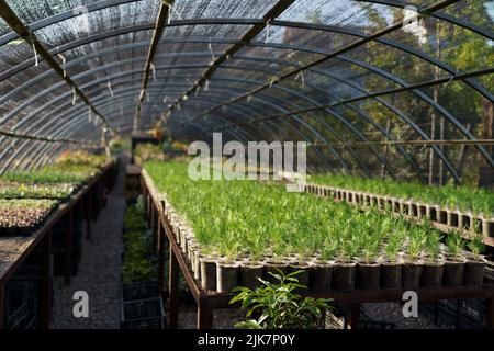 Grande pianta di vivaio con alberi di conifere giovani piantati in file lunghe sotto copertura protettiva Foto Stock