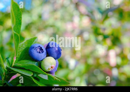 Mirtillo. Bacche grandi su un cespuglio primo piano. Colori brillanti e saturi Foto Stock