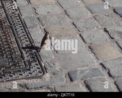 Casa passera nome scientifico Passer domesticus uccello di classe animale uccelli Foto Stock