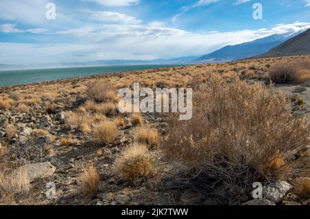 Il lago Walker è una vista interessante nei deserti del Nevada, USA. Foto Stock