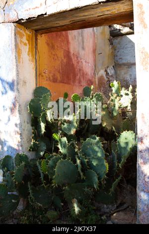 Raposeira, Portogallo. 20th luglio 2022. Cactus che cresce in una casa in rovina in un villaggio dell'Algarve. Credit: Viola Lopes/dpa/Alamy Live News Foto Stock