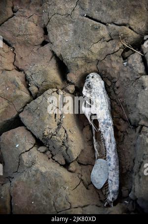 30 luglio 2022, Lake Mead, Nevada, severe condizioni di siccità al Boulder Harbour Boat Launch vicino a Las Vegas. Foto Stock