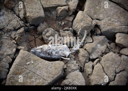 30 luglio 2022, Lake Mead, Nevada, severe condizioni di siccità al Boulder Harbour Boat Launch vicino a Las Vegas. Foto Stock