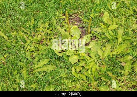 Plantago lanceolata. Famiglia Plantaginaceae. Piantina pianta fiorente con foglia verde. Foto Stock