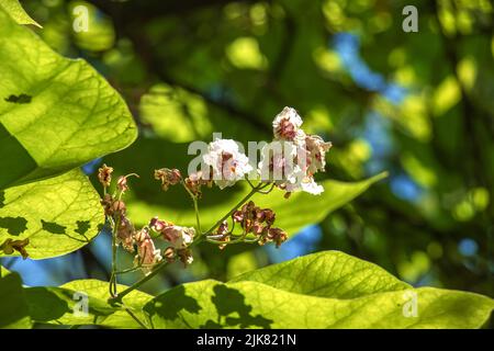 Primo piano di Catalpa o catawba con grandi foglie a forma di cuore che fioriscono con fiori bianchi e brillanti alla luce del sole in estate. Foto Stock