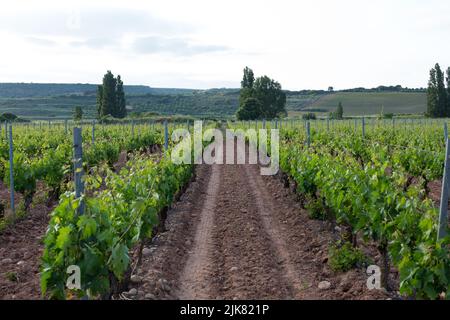 Vigneti in primavera prima della vendemmia nella zona di Rioja, Spagna. Foto Stock