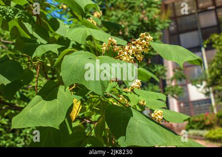 Primo piano di Catalpa o catawba con grandi foglie a forma di cuore che fioriscono con fiori bianchi e brillanti alla luce del sole in estate. Foto Stock