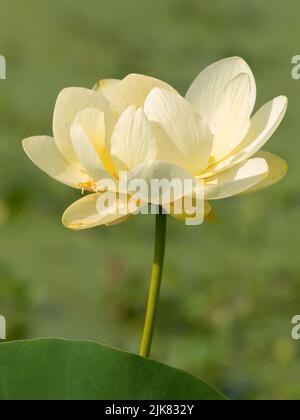 Uno splendido fiore giallo di loto al Brazos Bend state Park, Texas. USA Foto Stock