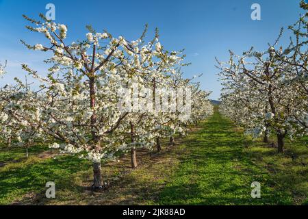 Un frutteto di mele in piena fioritura vicino Oliver, British Columbia, Canada. Foto Stock
