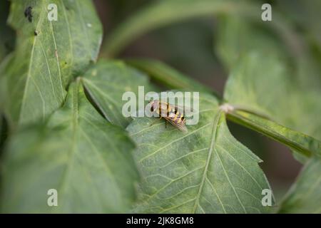 Hoverfly Syrphus torvus sulla foglia di dahlia in un giardino in luglio, Inghilterra, Regno Unito; Syrphus torvus nutrire su polline, nettare e afidi Foto Stock