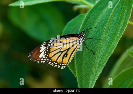 La farfalla Monarch appollaiò ai Callaway Gardens, Georgia, USA. Foto Stock