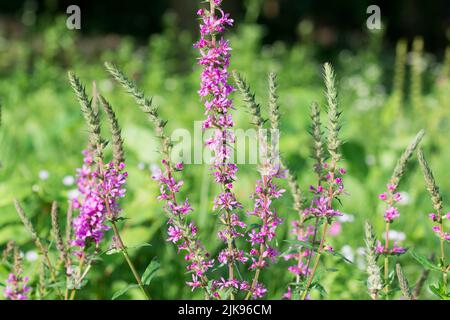 Lythrum salicaria, purple loosestrife fiori viola closeup selettivo fuoco Foto Stock