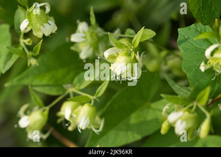 Silene baccifera, Berry catchfly fiori bianchi primo piano selettivo Foto Stock